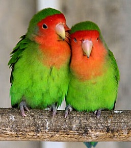 Caracteristicas del roseicollis